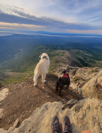 Two dogs standing on mountain cliff edge