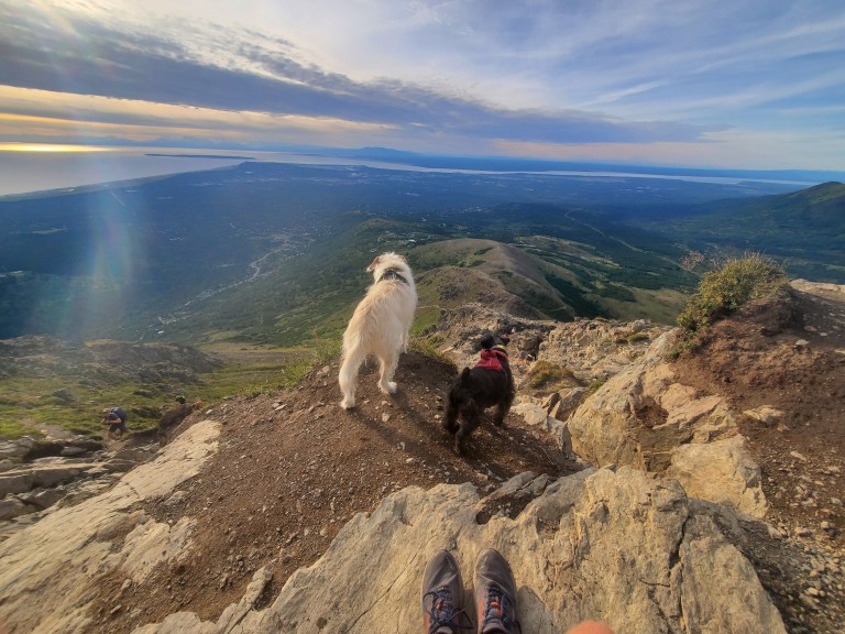 Two dogs standing on mountain cliff edge