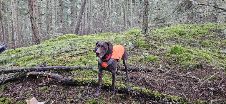 Brown dog standing in orange reflective vest
