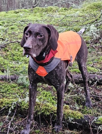 Brown dog standing in orange reflective vest
