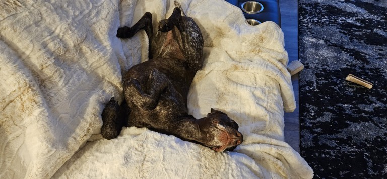 Brown dog sprawled out on couch