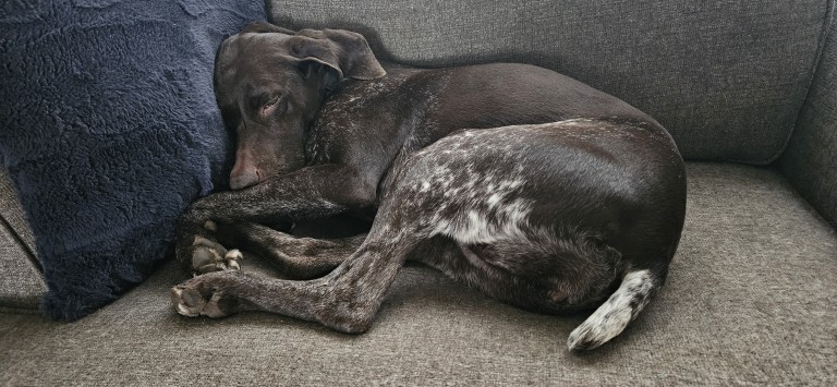 Brown dog curled up sleeping on couch