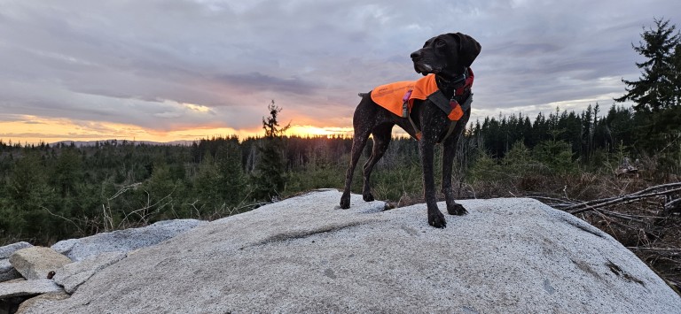 AMC pre-launch SEO and alt text