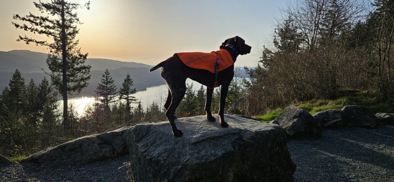 Brown dog in orange reflective vest standing on a rock on a mountain edge