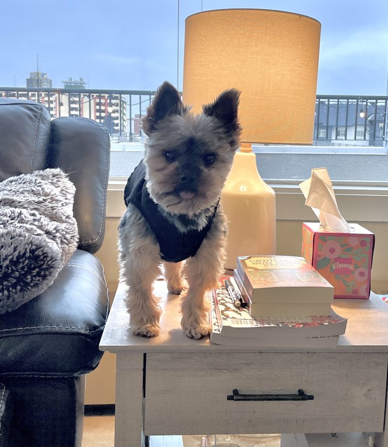 Yorkshire terrier standing on table