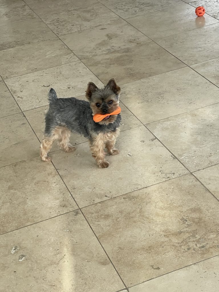 Yorkshire terrier holding bone on tile floor