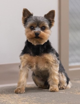 Yorkshire terrier dog