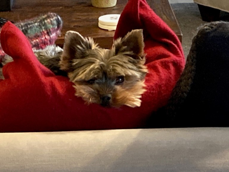 Yorkshire terrier sitting on pillow