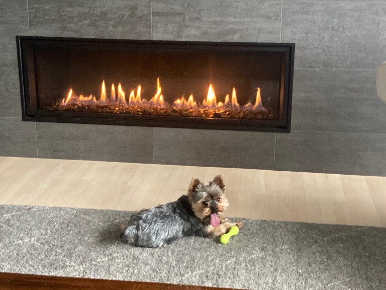 Yorkshire terrier laying in front of fireplace