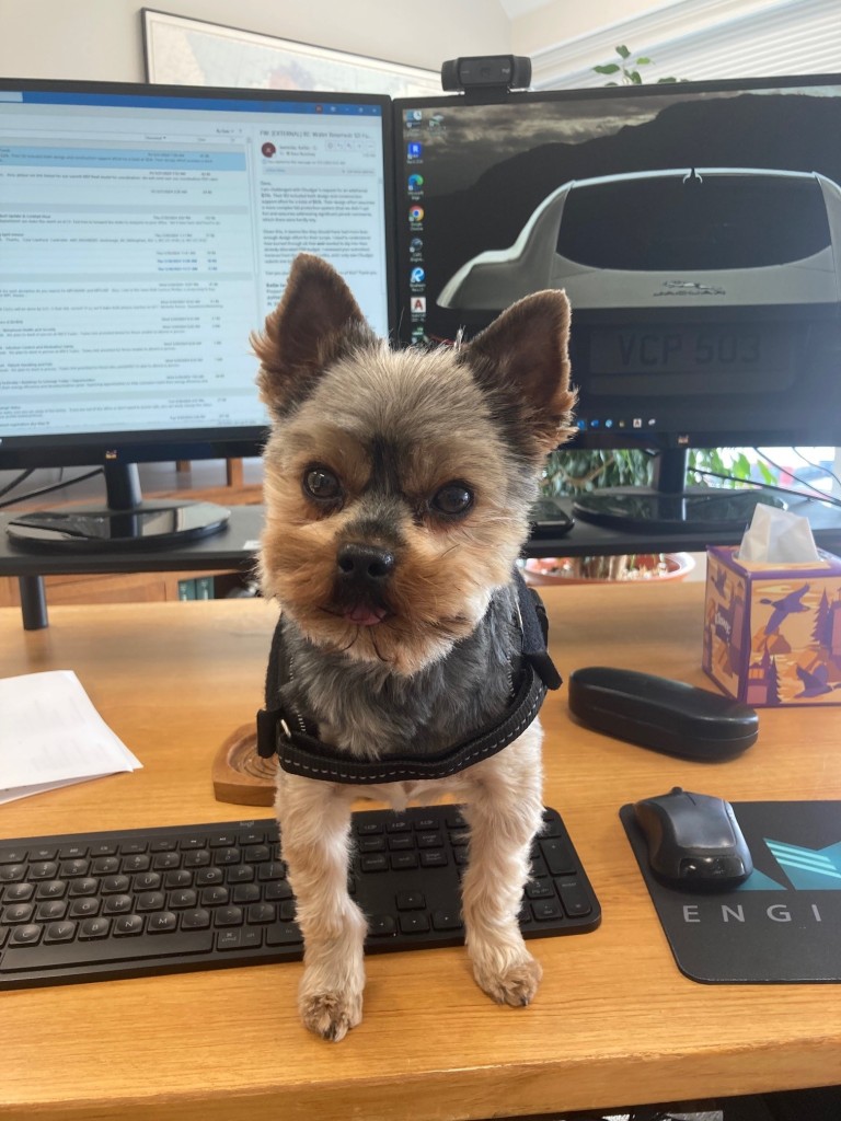 Yorkshire terrier standing on desk