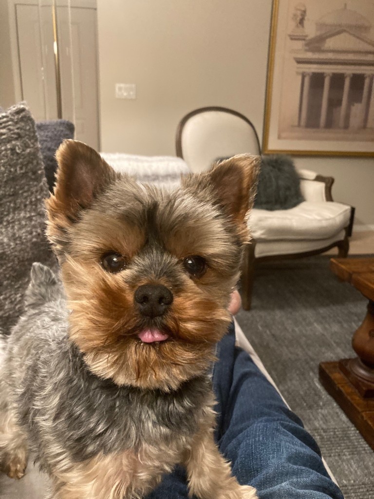 Yorkshire terrier standing on lap