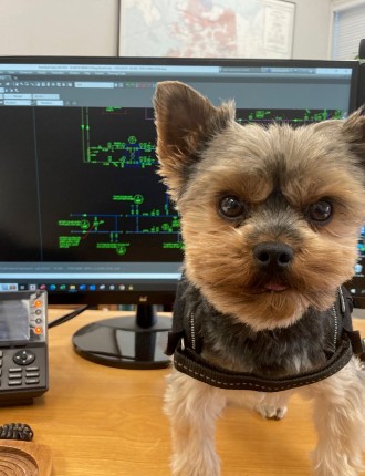 Yorkshire terrier standing on desk in front of CAD drawings