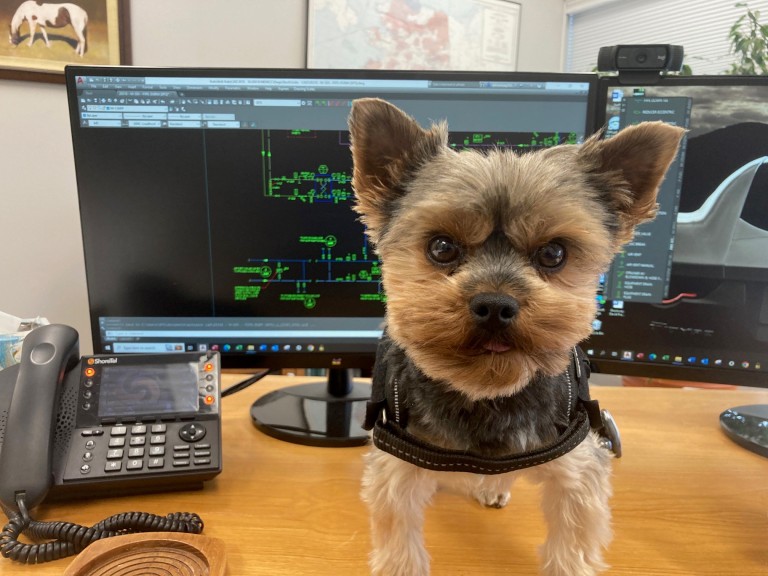 Yorkshire terrier standing on desk in front of CAD drawings